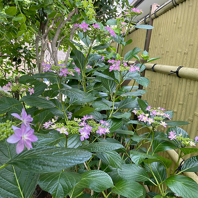 ギボウシ(ホスタ）/紫陽花/灯りのある暮らし/臨書中です。/ていねいに暮らす...などのインテリア実例 - 2023-05-27 19:06:19