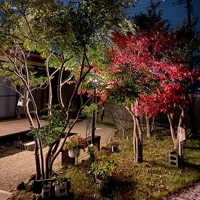 夜の庭も好き 庭 日本家屋 もみじ紅葉 ウッドデッキのある暮らし などのインテリア実例 11 16 21 37 29 Roomclip ルームクリップ