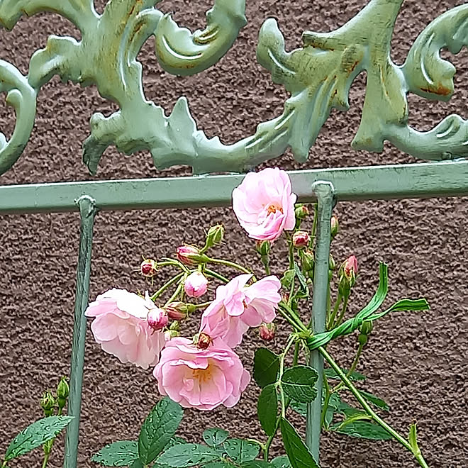 群舞/はなのある暮らし/連投失礼します(>_<)/薔薇初心者/薔薇...などのインテリア実例 - 2021-05-07 15:30:48