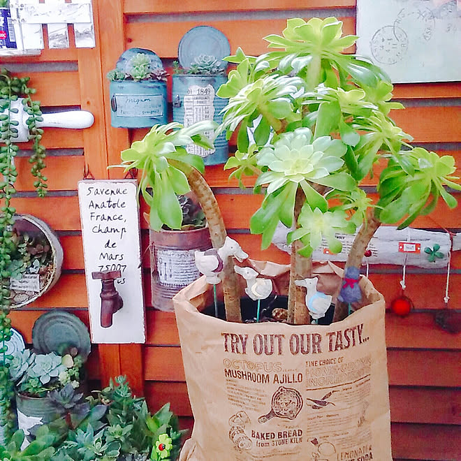 棚/ガーデニング多肉植物/多肉寄せ植え/10000人の暮らし/植物...などのインテリア実例 - 2018-03-13 12:47:09