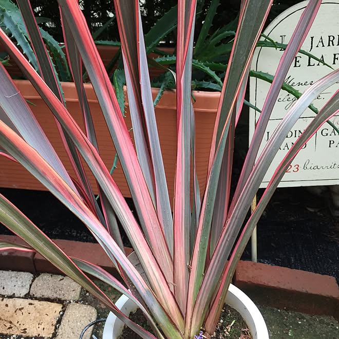 壁/天井/レインボークイーン/ニューサイラン/小さな庭/マンションの庭 ...