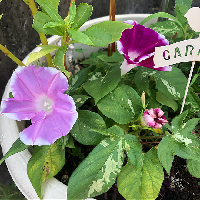 ダイソーの種 朝顔 ダイソー 100均 Daiso などのインテリア実例 09 11 09 17 28 Roomclip ルームクリップ