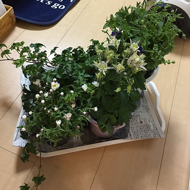 玄関/入り口/お花大好き♡/しばらく我慢する！/パワーが燃えたぜ！/明日植えるぞ！...などのインテリア実例 - 2017-02-28 18:29:36