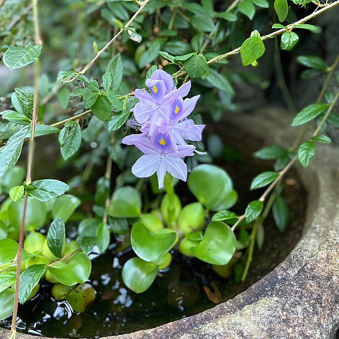 ホテイアオイの花/水鉢のある風景/花のインテリア実例 - 2020-10-31 19:17:21