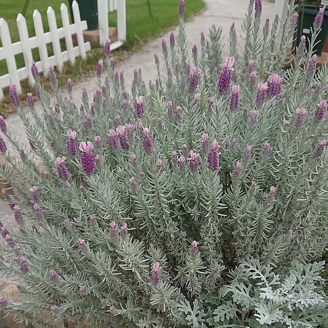 玄関 入り口 フレンチラベンダー シルバーリーフ ガーデン ラベンダーのインテリア実例 21 04 25 15 51 26 Roomclip ルームクリップ