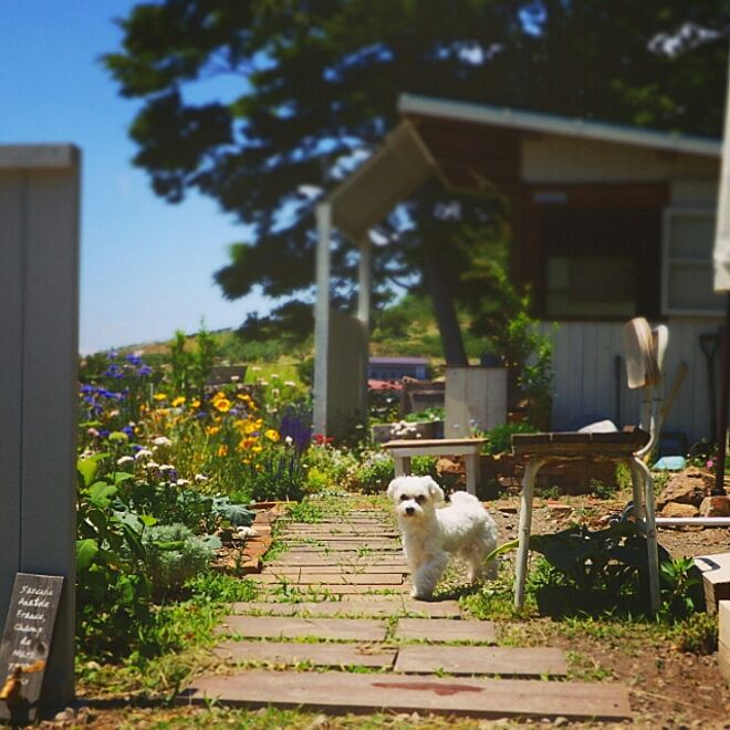 植物/今日の庭/花のある暮らし/犬/犬のいる暮らし...などのインテリア実例 - 2016-06-10 19:18:05