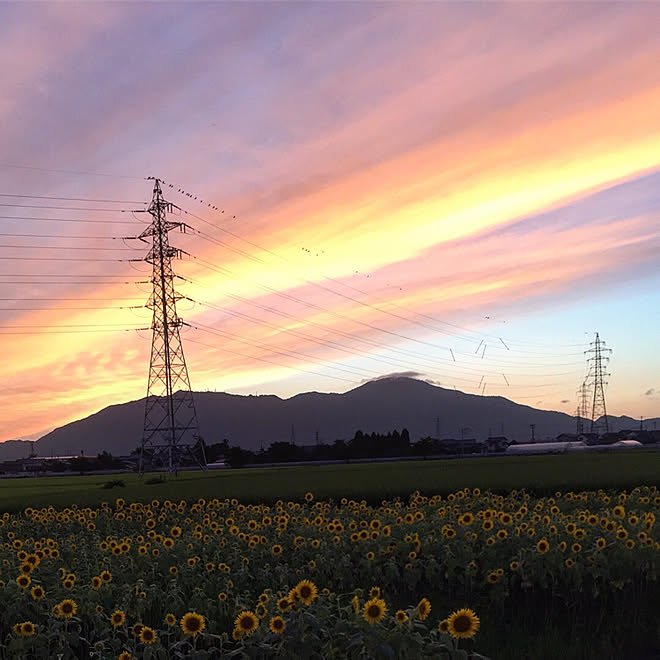 部屋全体/ひまわり畑/夕焼け空/いいねありがとうございます❤️のインテリア実例 - 2017-08-02 19:54:49