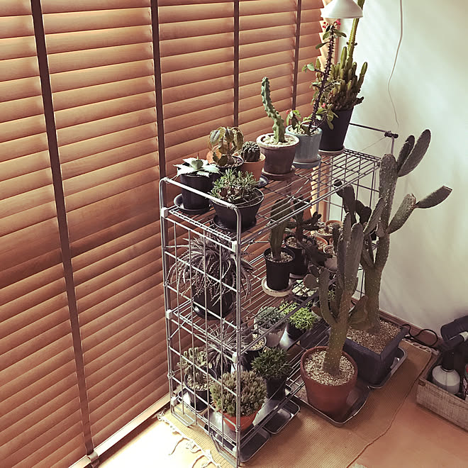 売れ筋がひ新作！ 無印良品 ガーデンシェルフ 棚/ラック - lumimi.com