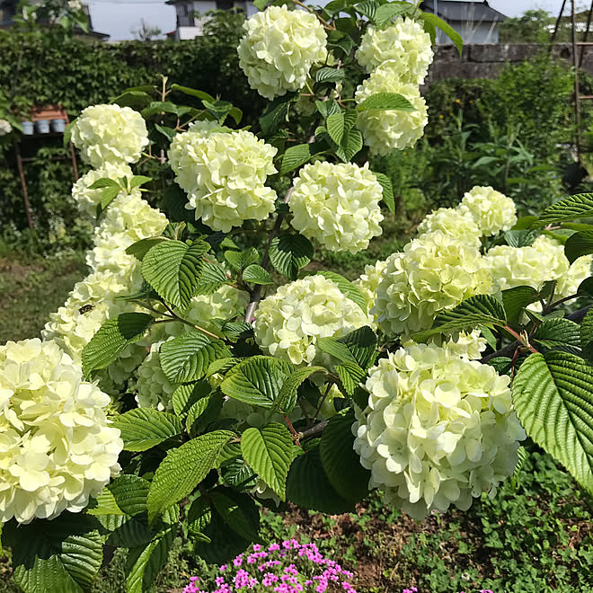 TOROさんの部屋