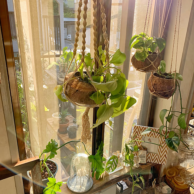 男前インテリア 植物 ハンドメイド インダストリアル 711 - 通販