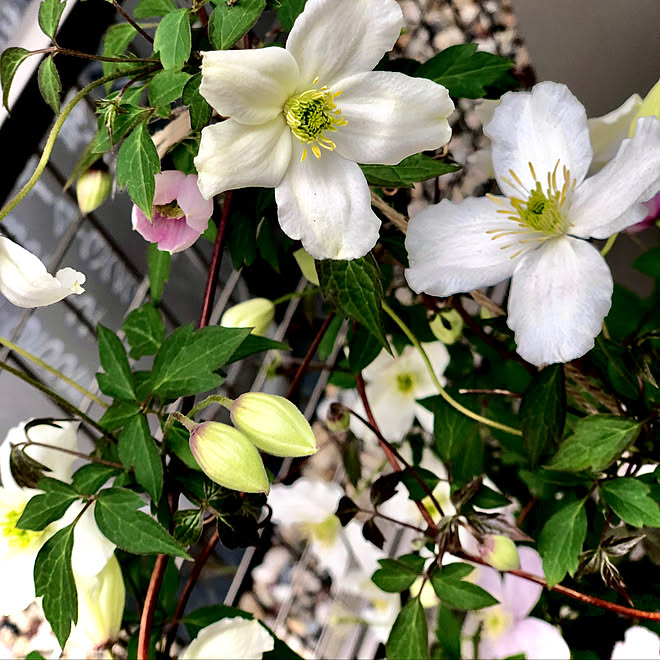 Happy 甘い香り クレマチスモンタナスノーフレーク ガーデニング 癒し などのインテリア実例 04 24 17 02 37 Roomclip ルームクリップ