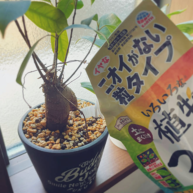 キッチンインテリア/椅子/モニター商品/観葉植物/植物のある暮らし...などのインテリア実例 - 2023-06-16 08:37:45