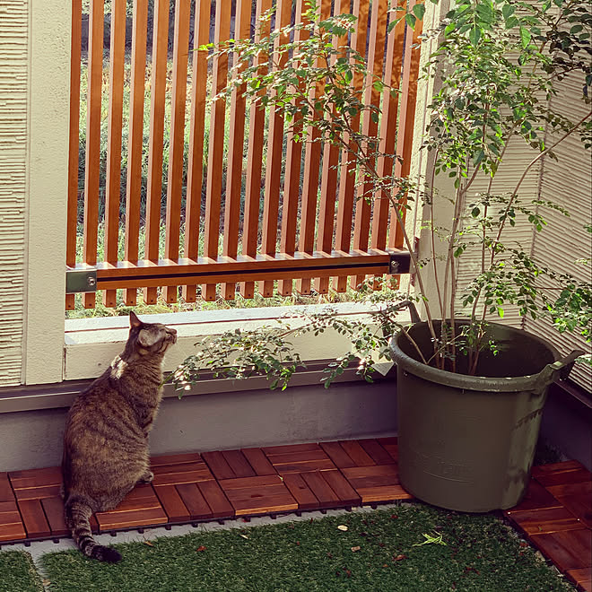 観葉植物/ねこのいる風景/ねこ部/ねこのいる日常/ねこと暮らす。のインテリア実例 - 2020-09-13 18:37:33