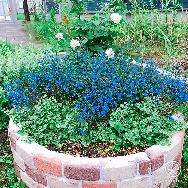 花壇 プミラ アズーロコンパクト 花のある暮らし ガーデニング などのインテリア実例 19 07 09 16 04 40 Roomclip ルームクリップ