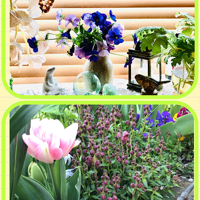 ビオラ/植物のある暮らし/春の花/植物に癒されて/季節を楽しむ暮らし...などのインテリア実例 - 2022-04-05 19:01:45