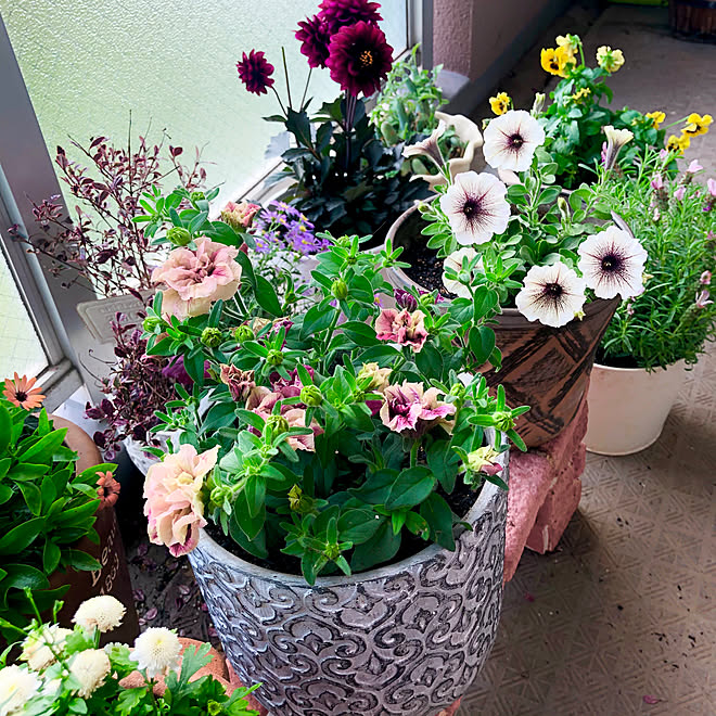 なかなか訪問できなくてごめんなさい お花のある暮らし レディダリア アルナ ビバ カプチーノ 花舞姫 などのインテリア実例 06 05 33 26 Roomclip ルームクリップ