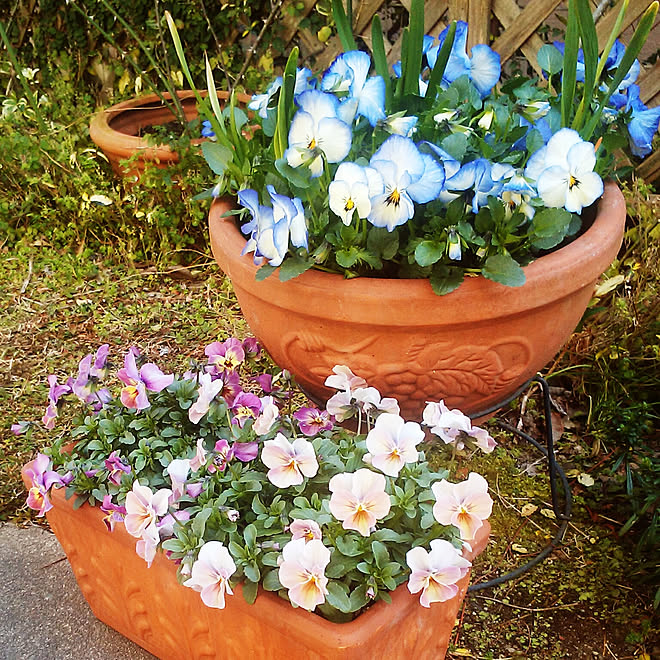 いつもいいねやコメありがとうございます♪/春の庭/ガーデニング/花が好き/寄せ植え...などのインテリア実例 - 2018-03-13 17:36:54