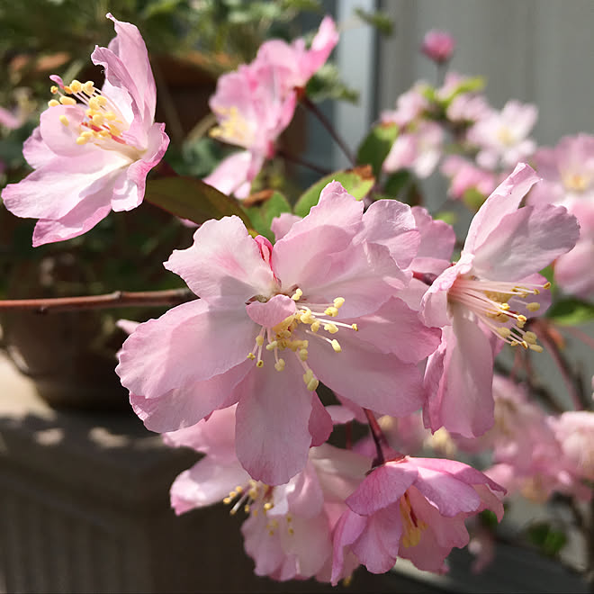 レトロ雑貨。/猫ちゃんが大好き❤/音楽のある暮らし。/植物から元気をもらえ/花のある暮らし...などのインテリア実例 - 2019-04-07 22:58:31