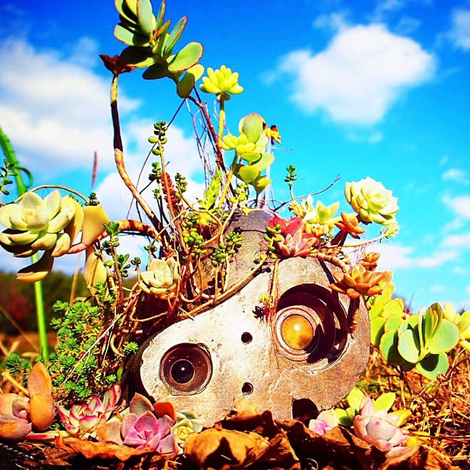 玄関/入り口/天空の城ラピュタ/ロボット兵の思い/ロボット兵/多肉植物