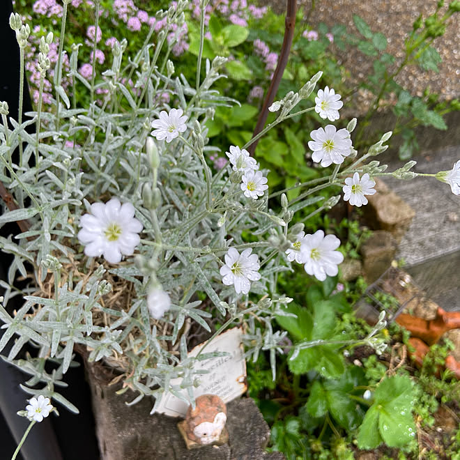 花のある暮らし/NO GREEN NO LIFE/生花♡/植物のある暮らし/お花好き♡...などのインテリア実例 - 2021-05-16 20:06:43