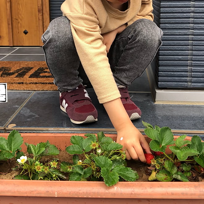 玄関先 ネイビーの壁 収穫しました イチゴ プランター などのインテリア実例 05 07 12 50 23 Roomclip ルームクリップ