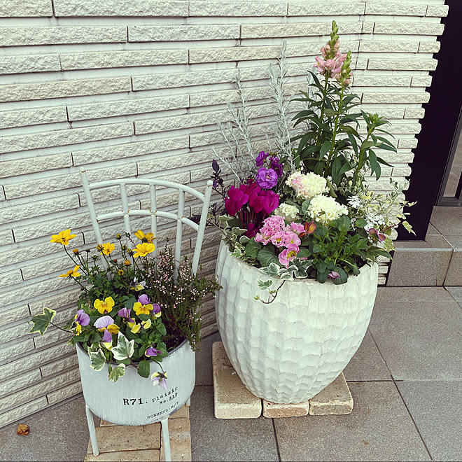 季節の花 ディスプレイコーナー 冬の寄せ植え 白い鉢 玄関 入り口 などのインテリア実例 23 02 01 11 01 02 Roomclip ルームクリップ 季節の花 ディスプレイコーナー 冬の寄せ植え 白い鉢 玄関 入り口 などのインテリア実例 23 02 01 11 01 02 Roomclip ルームクリップ