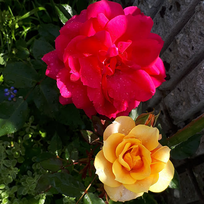 部屋全体/薔薇のある暮らし/5月の庭/お庭のお花♡/しょくぶつのある暮らし...などのインテリア実例 - 2021-05-09 21:26:59