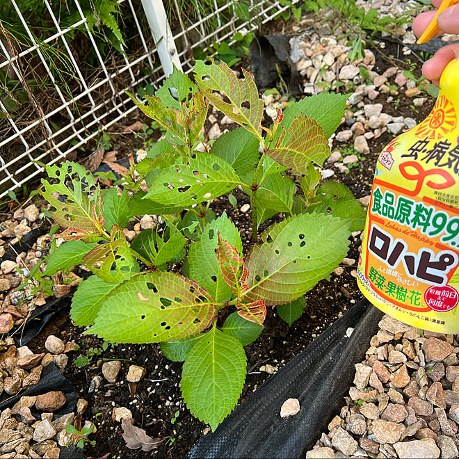 虫は苦手です 紫陽花の育てかた ロハピ 虫食い あ 虫食ってる などのインテリア実例 22 05 05 07 44 57 Roomclip ルームクリップ