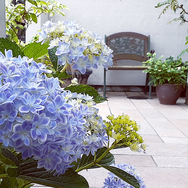 1 紫陽花 咲き進むと魅力的 挿し木 Fodexpo Com Co