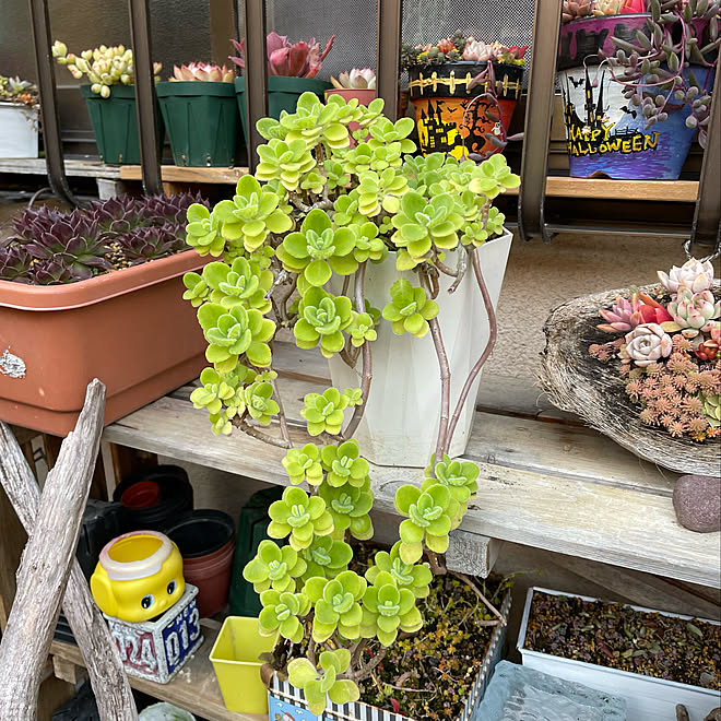 アロマティカス 小さな一歩 ぼちぼち植え替えの季節 ウクライナに心を寄り添う 何時も見に来て頂きありがとう などのインテリア実例 22 03 10 17 53 19 Roomclip ルームクリップ アロマティカス 小さな一歩 ぼちぼち植え替えの季節 ウクライナに心を寄り添う 何時も見に来て頂きありがとう などのインテリア実例 22 03 10 17 53 19 Roomclip ルームクリップ