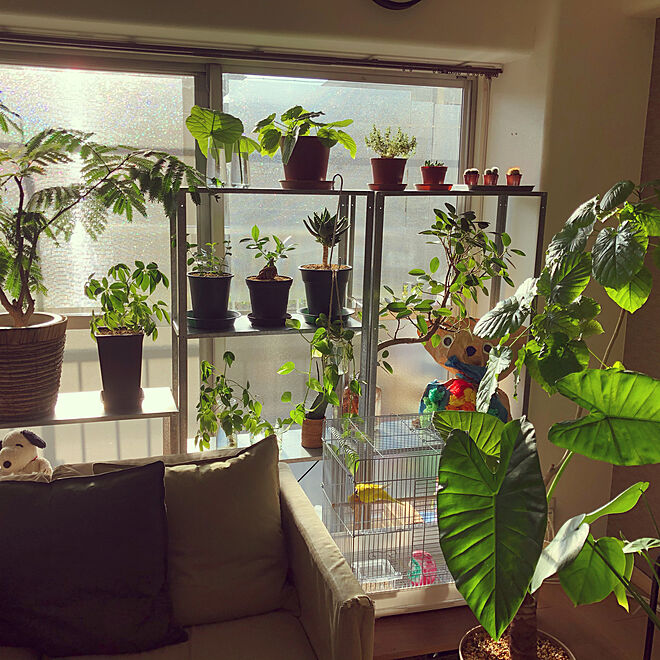 plants.fjkさんの部屋
