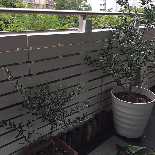 玄関 入り口 シンボルツリーはオリーブ オリーブの鉢植え すのこフェンス ベランダガーデニング などのインテリア実例 17 08 17 12 38 47 Roomclip ルームクリップ
