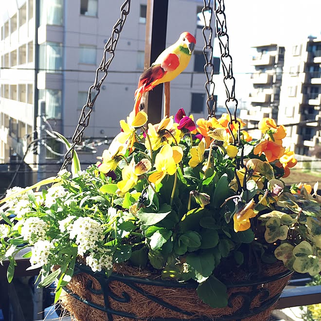 ハンギングバスケット ベランダガーデニング 100均 ダイソーのインテリア実例 16 12 08 10 44 22 Roomclip ルームクリップ