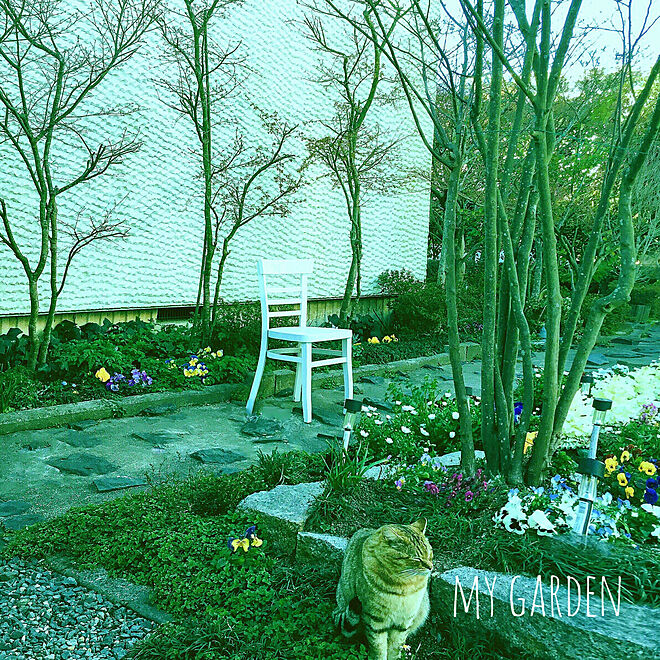 花壇ＤＩＹ/小道DIY/植栽/猫のいる暮らし/春の庭...などのインテリア実例 - 2019-04-01 17:21:20
