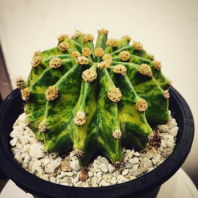 耐寒性！斑入り柱サボテン綴化 鬼面角錦 太苗 ブランチ◇ドライガーデン