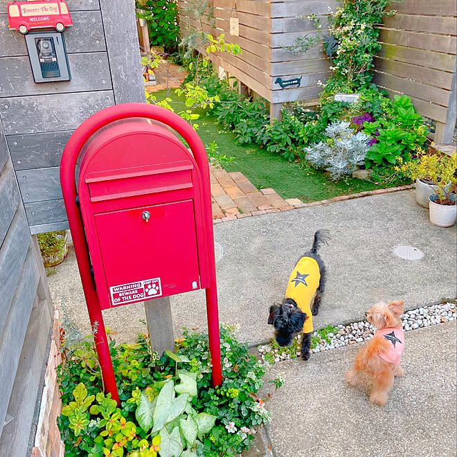 犬と暮らす/花のある暮らし/植物のある暮らし/わんこと暮らす家/おうち時間...などのインテリア実例 - 2022-10-12 21:11:10