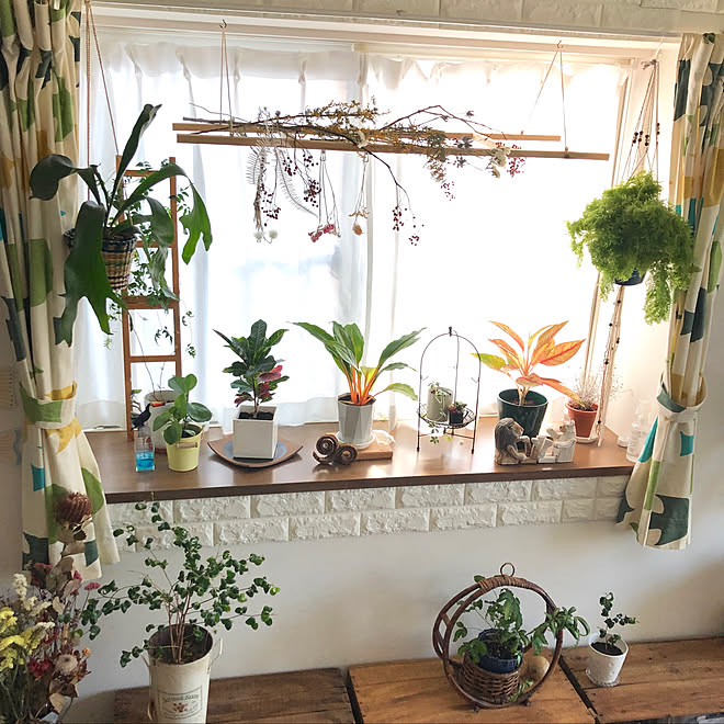 出窓のグリーン 出窓ディスプレイ ラダーdiy ハンギンググリーン 配置換えしました などのインテリア実例 04 30 07 23 51 Roomclip ルームクリップ 出窓のグリーン 出窓ディスプレイ ラダーdiy ハンギンググリーン 配置換えしました などのインテリア実例 04 30 07 23 51 Roomclip ルームクリップ