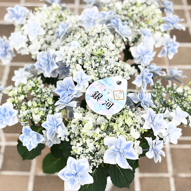 5月の庭 ガクアジサイ 銀河 紫陽花 お花のある暮らし などのインテリア実例 21 05 05 10 24 29 Roomclip ルームクリップ