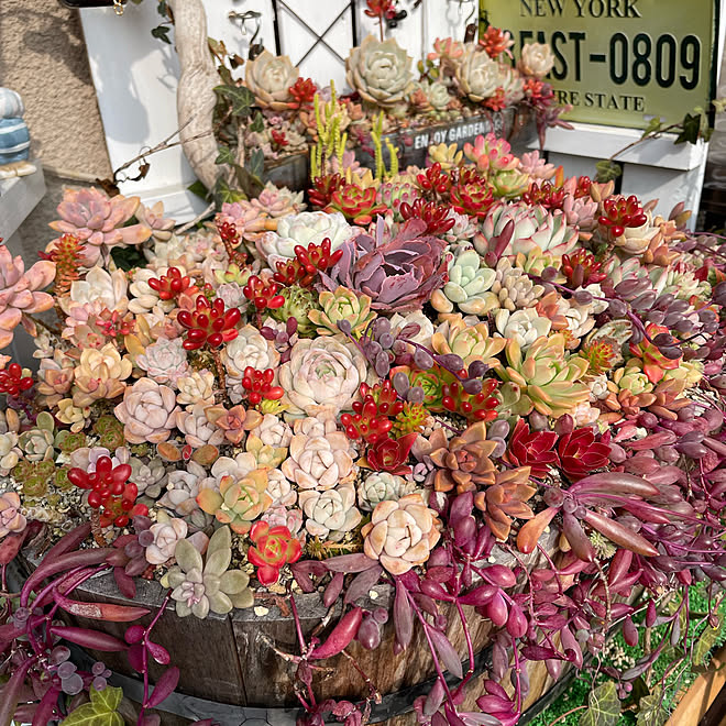 いつまでも見ていられる(*´︶`*)❤︎/紅葉多肉/多肉植物のある暮らし/好きな風景/いいねと、フォローの押し逃げすみません！...などのインテリア実例 - 2023-01-29 13:33:38