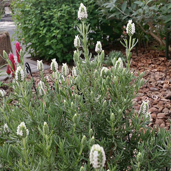 玄関 入り口 コメントお返しまだでごめんなさい フレンチラベンダー フレンチラベンダー 白 嵐が来る前に などのインテリア実例 18 05 02 06 34 54 Roomclip ルームクリップ