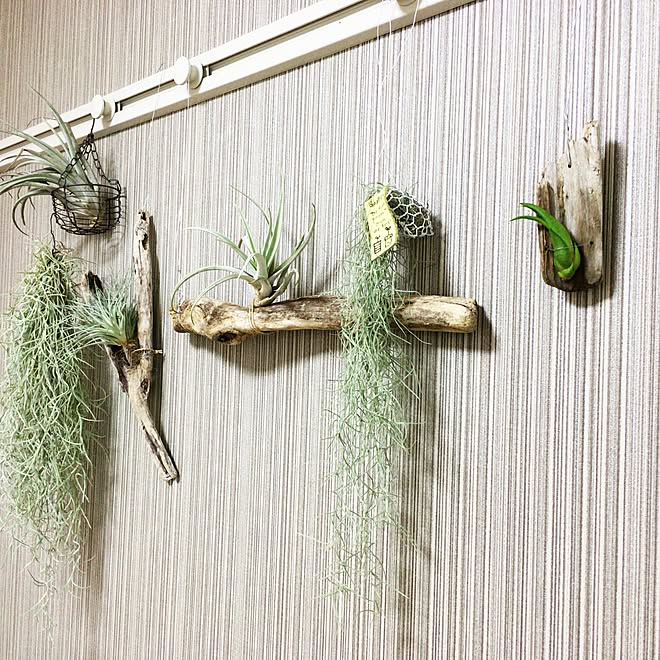 greenplntsroomさんの部屋