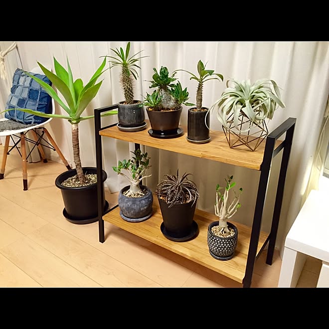 机/イームズチェアリプロダクト/キセログラフィカ/植物棚DIY/DIY...などのインテリア実例 - 2016-06-05 22:42:10