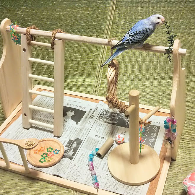 机/セキセイインコ/セキセイインコのいる暮らし/ダイソー/バードアスレチック...などのインテリア実例 - 2021-09-04 18:23:40