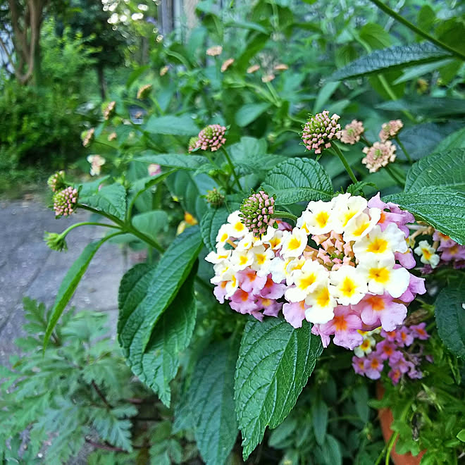 ありがとう❤/RC の出会いに感謝!/季節を感じる暮らし/少ない花を楽しむ/ランタナの花...などのインテリア実例 - 2018-06-12 22:49:53