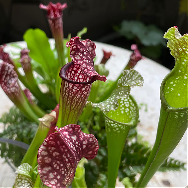 サラセニア/観葉植物の寄せ植え/寄せ植え/食虫植物/観葉植物のある暮らし...などのインテリア実例 - 2023-07-06 21:13:40