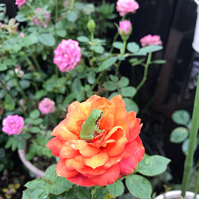お客様/バラの庭/皆さまいつもありがとうございます。/極狭/薔薇が好き...などのインテリア実例 - 2020-07-16 22:59:28