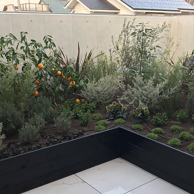 ハーブのある暮らし ハーブ多種 ハーブガーデン レモンの木 ベランダガーデニング などのインテリア実例 19 03 22 17 13 17 Roomclip ルームクリップ