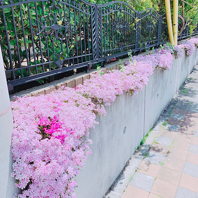 海外インテリアに憧れる/花のある暮らし/芝桜/机/みどりのある暮らしのインテリア実例 - 2019-05-13 11:23:07