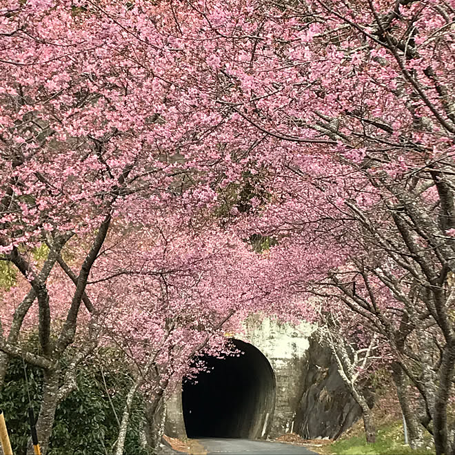 トンネルの先/廃線50周年/桜の名所/トンネル/田口線跡...などのインテリア実例 - 2019-03-02 15:29:48