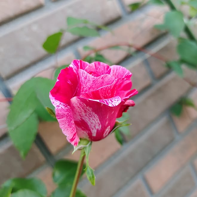 部屋全体/北海道/薔薇/小さな庭/花のある暮らし...などのインテリア実例 - 2023-06-27 08:29:21